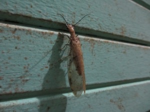 These crazy looking bugs were all over the walls when we arrived. Any idea what they are?!?!